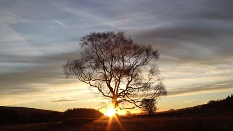 Timelapse of the sun rising behind a tree, Northern England, UK Stock Footage 291981246