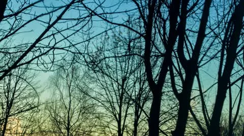 Timelapse of sun rising in forest. Stock Footage 22247437