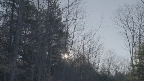 Timelapse sun rising over trees in forest Stock Footage 114134958