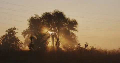 Timelapse of the sun rising through the tree Stock Footage 152850449
