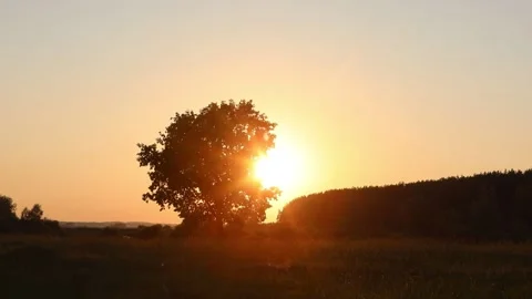 Timelapse. The sun sets over the horizon through the branches of a tree Stock Footage 135564384