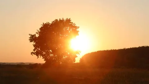 Timelapse. The sun sets over the horizon through the branches of a tree Stock Footage 135564507