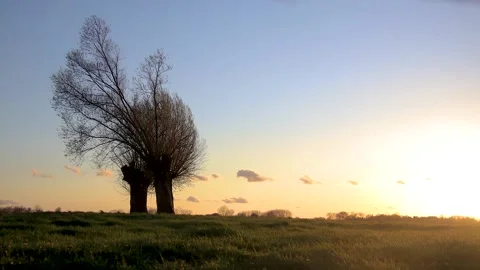 Timelapse of the sun setting behind two old willow trees Stock Footage 152974252