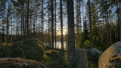 Timelapse of sun setting in forest Stock Footage 77971601