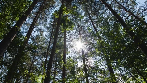 Timelapse of Sun Through Forest Stock Footage 119322122