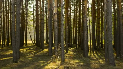 Timelapse sun through trees and grass, glare Stock-Footage 212820572