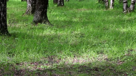 Timelapse of sunbeams in a forest Stock Footage 68681225