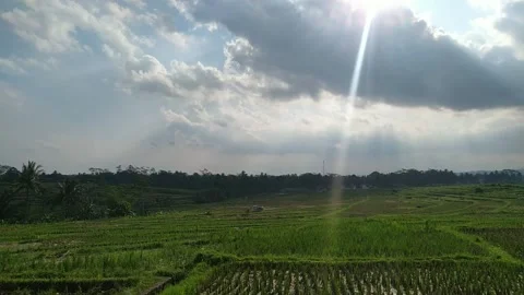 Timelapse Sunlight Over Rice Fields With Cloudy Sky Stock Footage 240030936