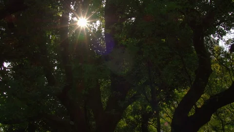 Timelapse of sunrays through the tree leaves Stock Footage 260313621