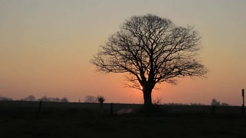 Timelapse of sunrise behind an old tree Stock Footage 152974484