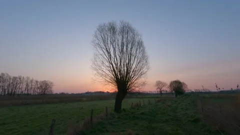 Timelapse of sunrise with old willow tree Vídeos de archivo 206778596