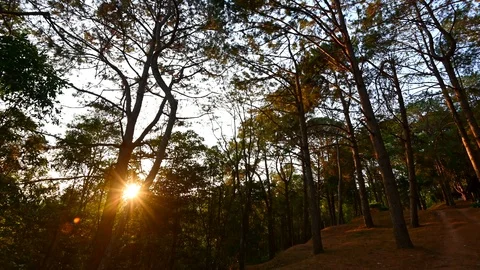 Timelapse of Sunrise at pine forest in Phu Hin Rong Kla Park, Phitsanulok, Th Stock Footage 104000929