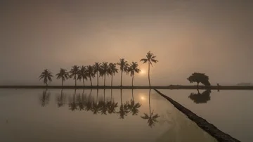 Timelapse sunrise row of coconut trees with mist in reflection Stock Footage 85951271