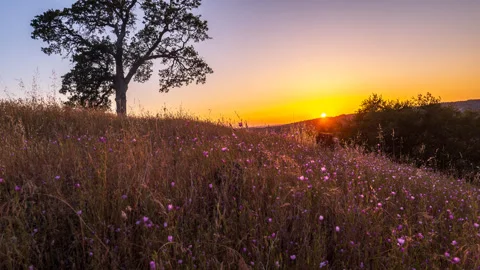 Timelapse of Sunset and Oak tree in field of Flowers Stock Footage 278127356
