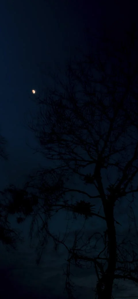 TimeLapse of sunset and tree with moon 4K 30fps Stock Footage 263512337