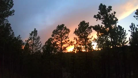 Timelapse of sunset behind pine trees 4X speed Stock Footage 130212586