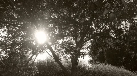 Timelapse of a sunset behind a tree in black and white - evening sun filtering Stock Footage 50316972