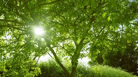 Timelapse of a sunset behind a tree - evening sun filtering Stock Footage 50316977