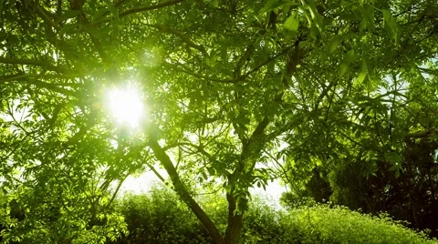 Timelapse of a sunset behind a tree - evening sun filtering through leaves Stock Footage 50316982