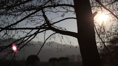 Timelapse of a sunset behind a tree Stock Footage 73927569