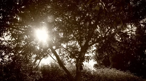 Timelapse of a sunset behind a tree in warm monochrome tone Stock Footage 50316986