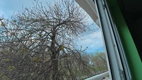 Timelapse Sunset in Early Spring with Bare Trees and Clouds Video stock 331534326
