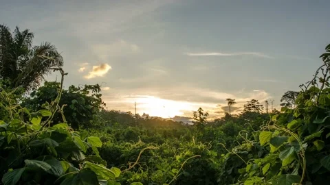 Timelapse sunset o the jungle with sky and green plant Stock Footage 132396438