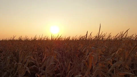 Timelapse of sunset over a cornfield in autumn Stock Footage 164332611