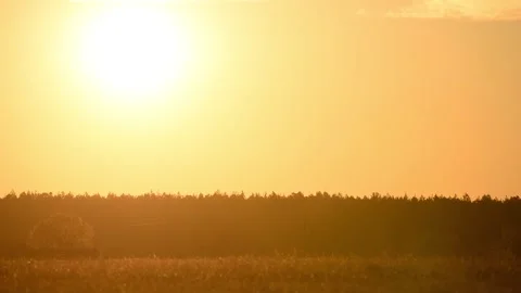 Timelapse of the sunset over the forest close-up, a beautiful summer evening Stock Footage 131802251