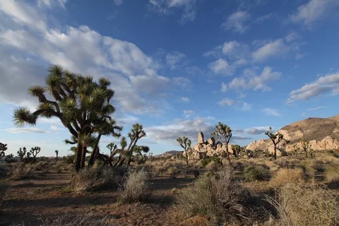 Timelapse of sunset over Joshua Tree National Park Stock Footage 90967380