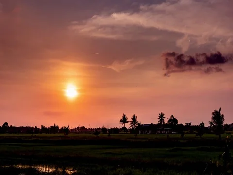 Timelapse Sunset of a paddy field Stock Footage 102904291