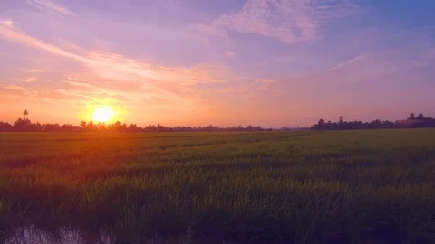 Timelapse of sunset at paddy field Stock Footage 119856123