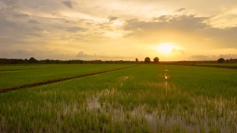 Timelapse of Sunset at Paddy Field 動画素材 119968003