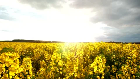 Timelapse sunset on rapeseed field Stock Footage 140550337