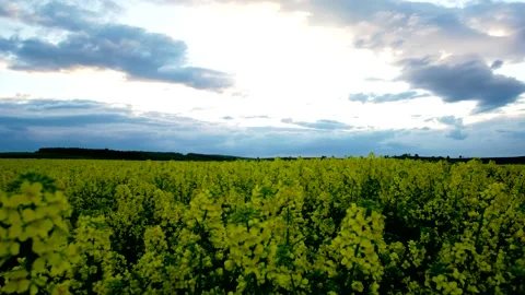 Timelapse sunset on rapeseed field Stock Footage 140550405