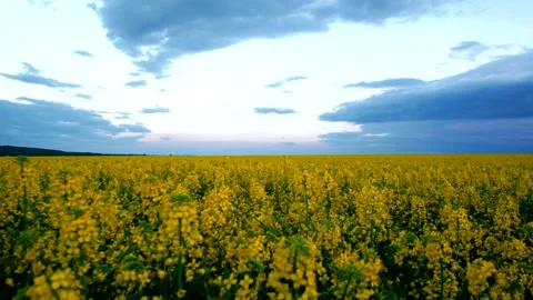 Timelapse sunset on rapeseed field Stock Footage 140550492