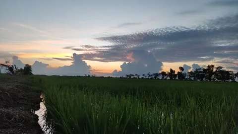 Timelapse sunset in the rice fields Stock Footage 204001712
