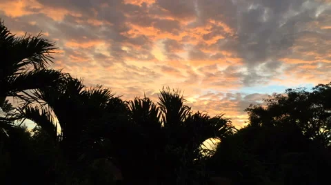 Timelapse of a sunset seen through tropical plants in Bali Stock Footage 61830230