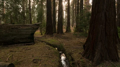 Timelapse of sunset in Sequoia National Park in California, USA Stock Footage 346104717