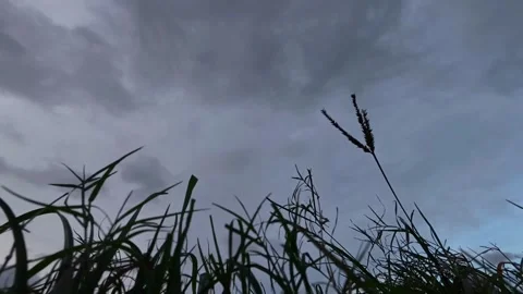 Timelapse of Sunset Sky and Clouds Viewed Through Tall Grass Stock Footage 314194328