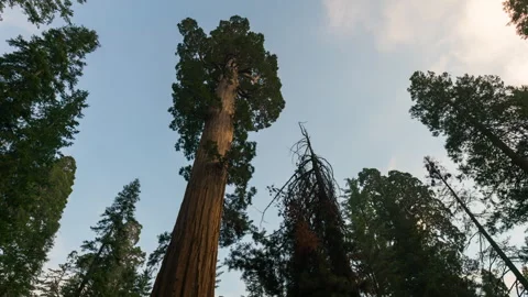 Timelapse of sunset sky over General Sherman Tree in Sequoia National Park Stock Footage 346105282
