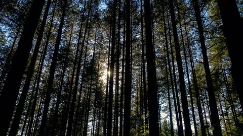 Timelapse sunset through pine trees Video stock 69973227