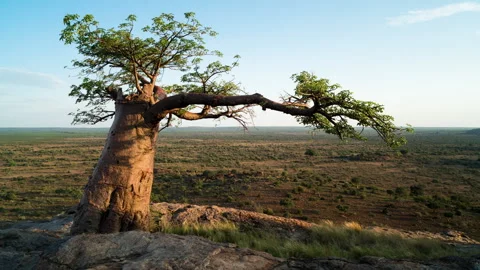 Timelapse of a sunset in the wild Stock Footage 310545152