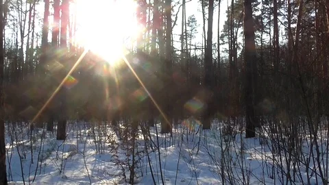 Timelapse Sunset in Winter Forest Stock Footage 102757785