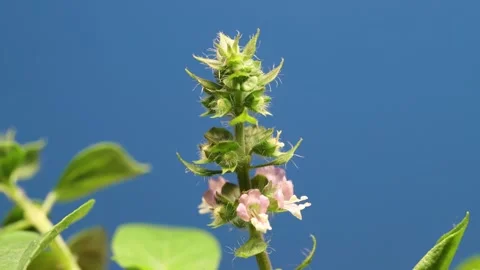 Time‑lapse of swaying basil flower stem against solid blue background Stock Footage 344829857