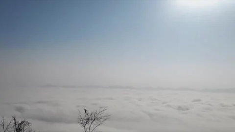 Timelapse of Swaying Tree Branches Above a Rapidly Rolling Sea of Clouds Stock Footage 328444070