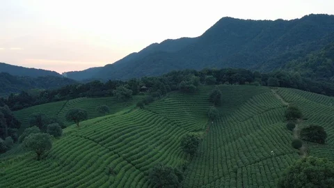 Timelapse of tea garden Video stock 123356894