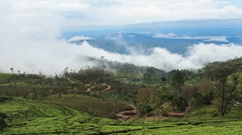 Timelapse of tea plantation with rolling clouds in Sri Lanka. Stock Footage 61785992
