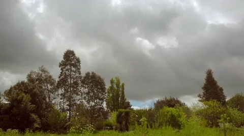 Timelapse with thick clouds over various trees and a meadow - Full HD Stock Footage 50377347