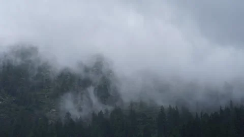 Timelapse of Thick Mist Covering Pine Forest  Cloud Movement Over Himalayan.. Stock Footage 316360734